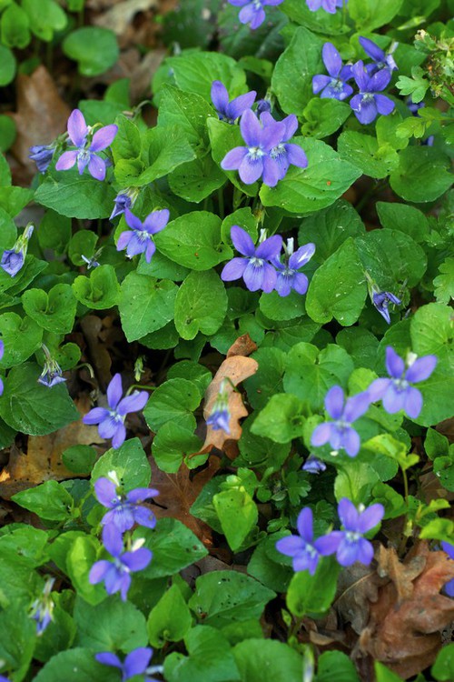Plante entière
