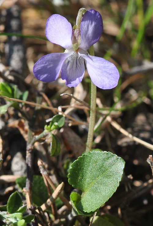 Plante entière
