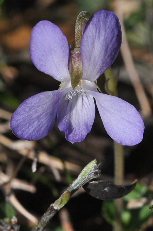 fleur