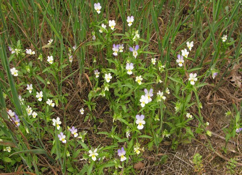 Plante entière