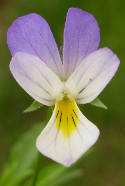 fleur