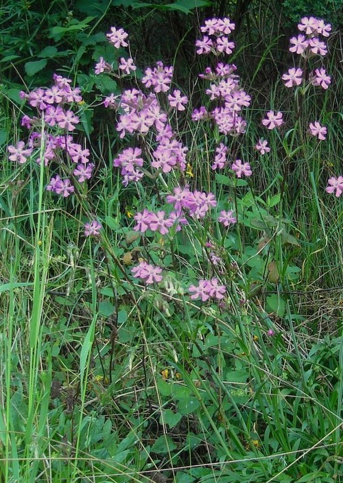 Plante entière
