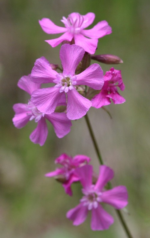 inflorescence