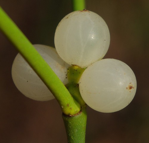 détail fruit