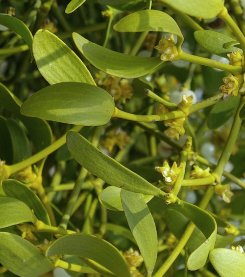 feuille