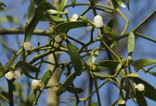 fruit