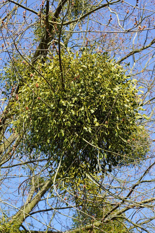 Plante entière