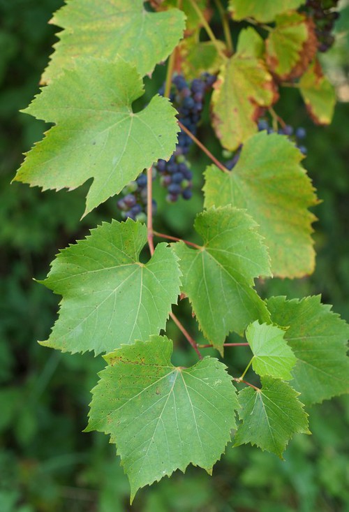 feuille
