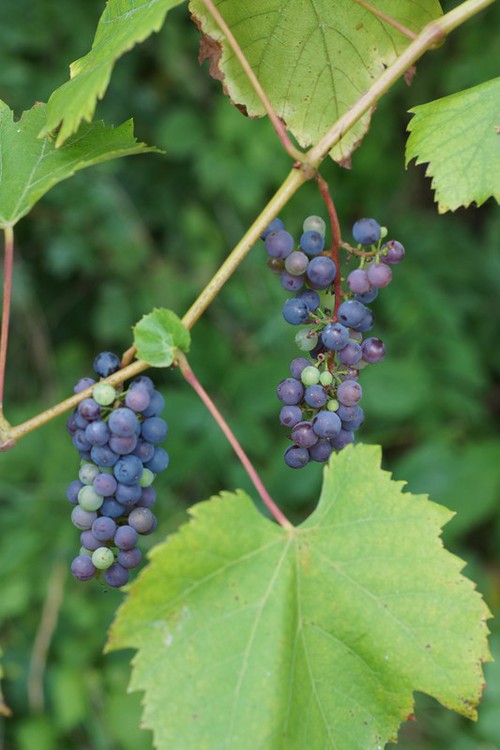 fruit