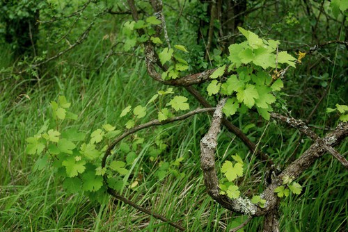 Plante entière