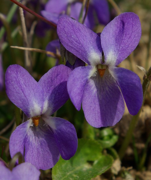 fleur