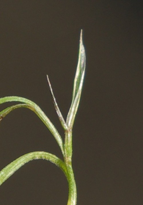 glumes