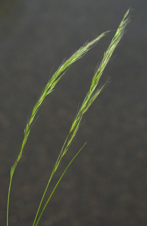 inflorescence