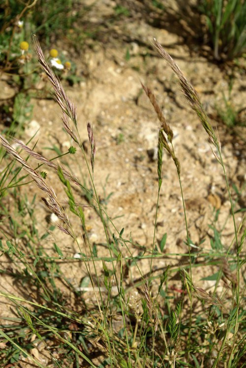 Plante entière