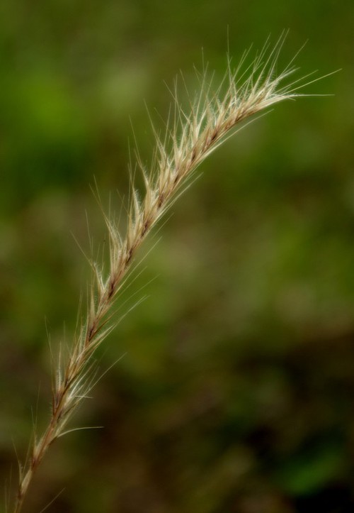 inflorescence