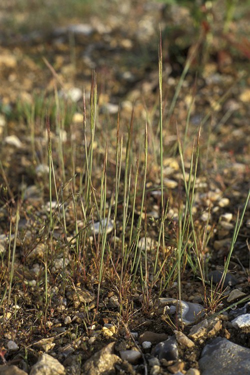 Plante entière