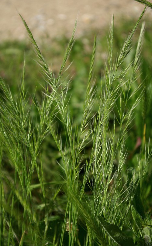 inflorescence