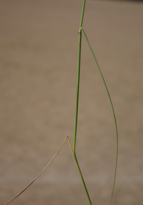 feuille