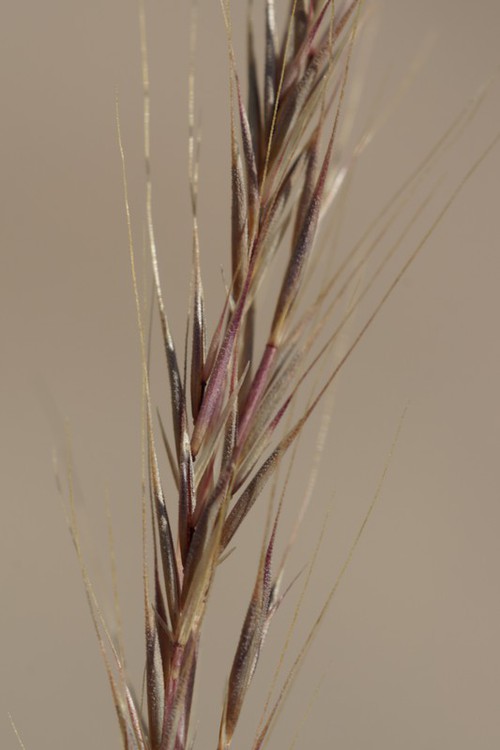 fruit