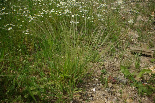 Plante entière