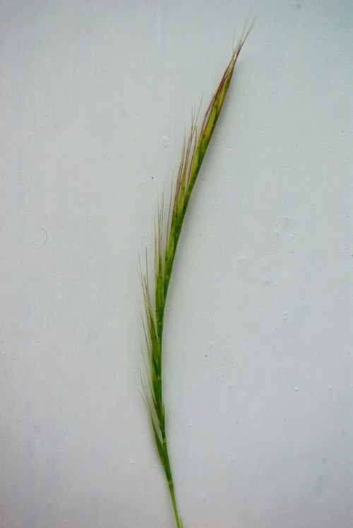 inflorescence