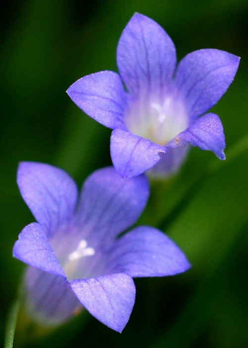 détail fleur