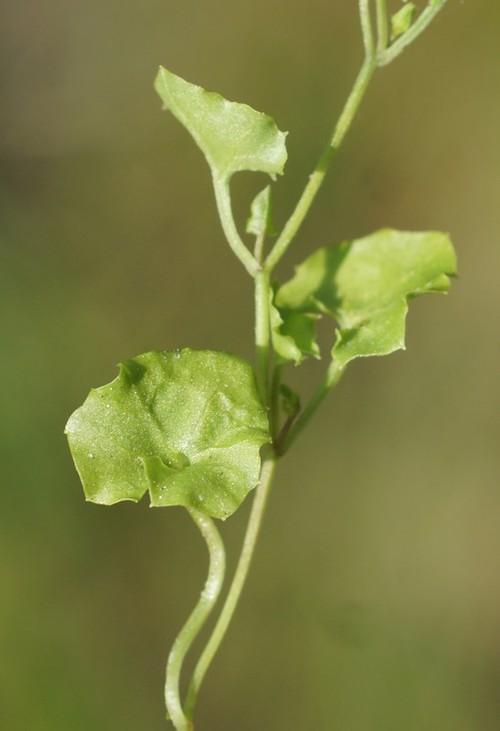 feuille