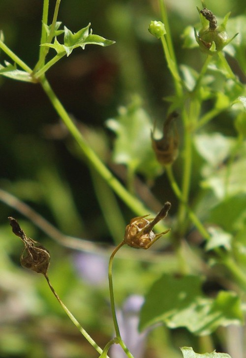 fruit