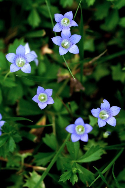 Plante entière