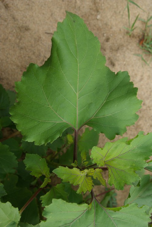 feuille