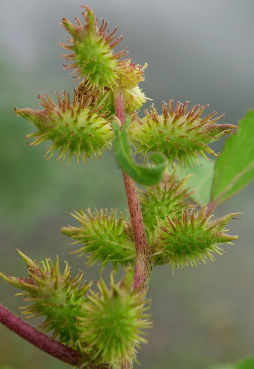 fruit