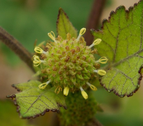 inflorescence