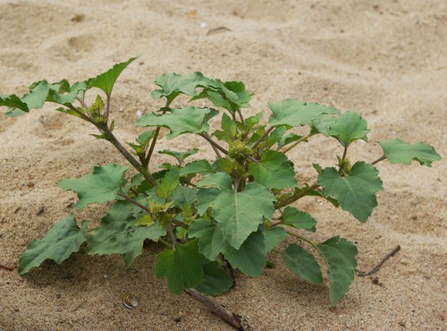 Plante entière
