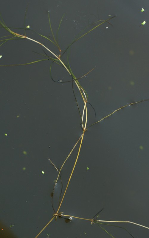feuille