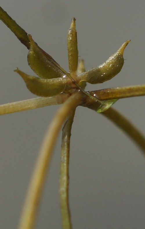 fruit