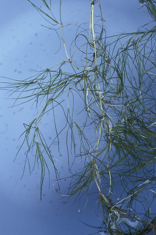 Plante entière